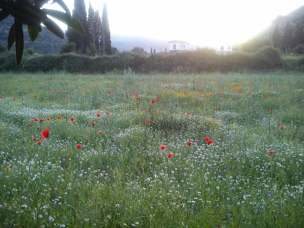 Countryside Studios Agia Efimia Exterior photo
